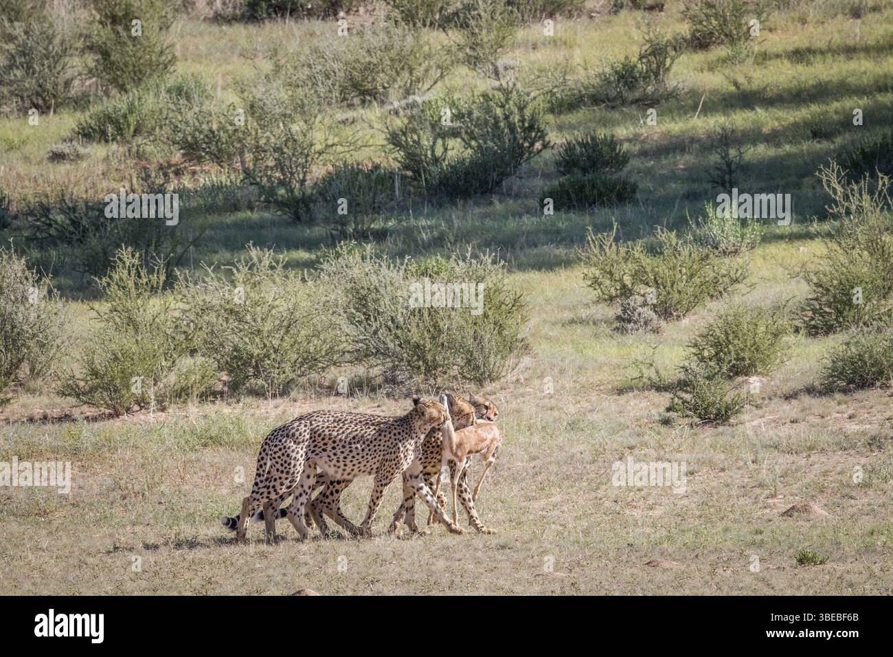 Cheetahs with a baby Springbok kill in the Kgalagadi Transfrontier Park, South Africa, Africa Stock Photo