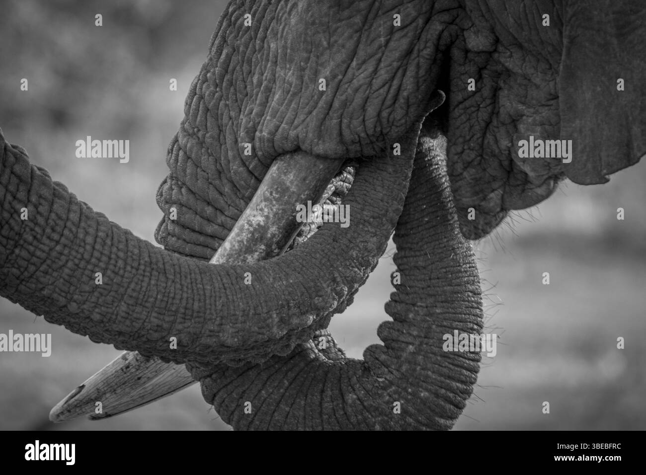 Close up of two Elephant trunks in black and white in the Kruger National Park, South Africa, Africa Stock Photo