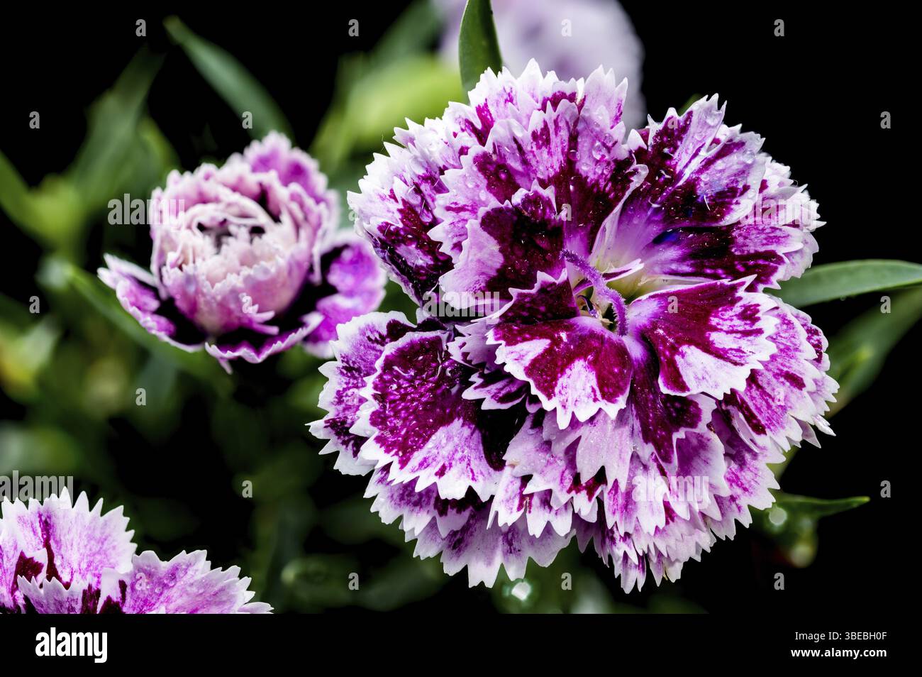 Beautiful Blooming pink Carnation Dia Deur Sissy isolated on a black background. Flower head close-up, Odessa, Ukraine, Europe Stock Photo