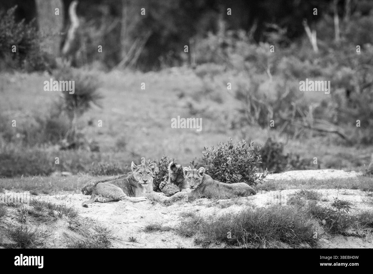 Lion cubs playing with a Leopard tortoise in black and white in the Kruger National Park, South Africa, Africa Stock Photo