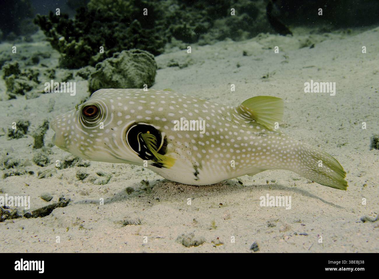 White-spotted pufferfish (Arothron hispidus) Stock Photo