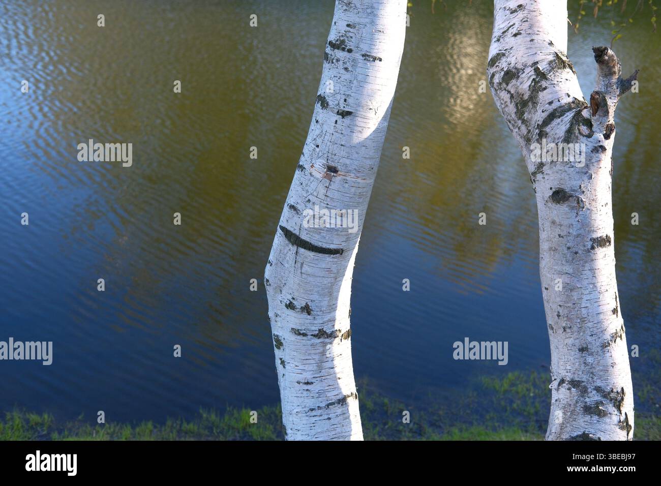 Branched in two birch trunks (betula) close-up with pond on background ...