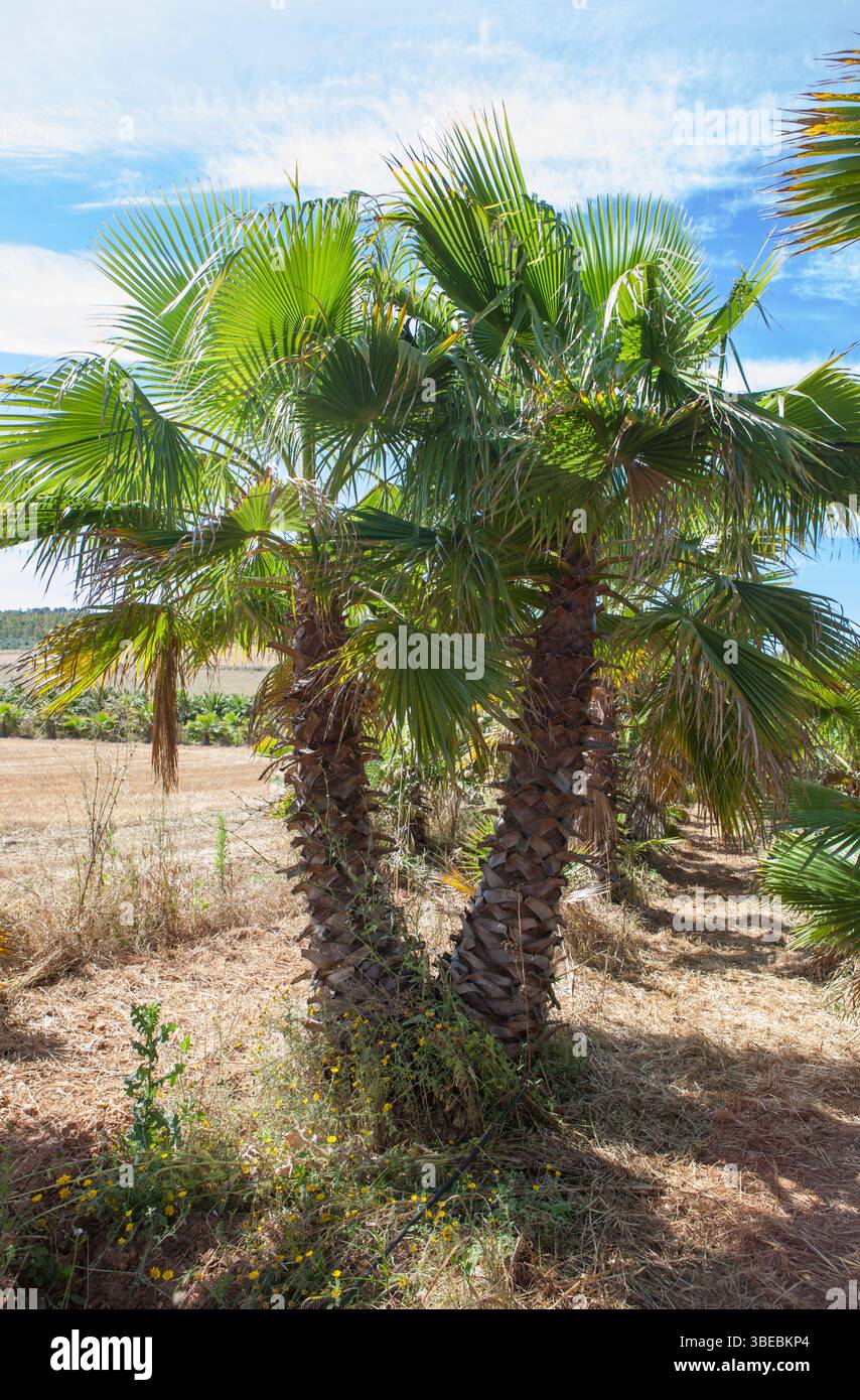 Large palm trees nursery area at garden center. Washingtonia robusta ...