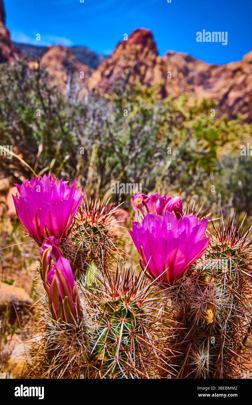 Cactus in red rock hi-res stock photography and images - Alamy