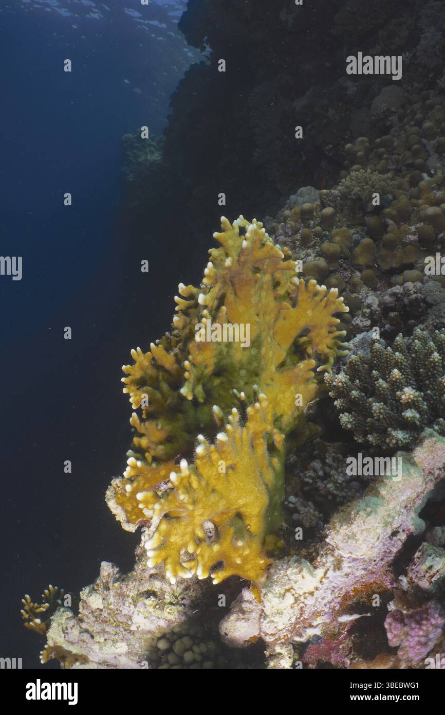 Fire coral millepora hi-res stock photography and images - Alamy