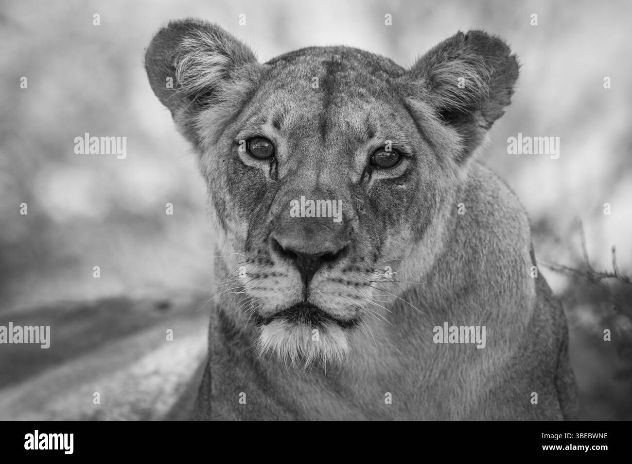 Starring Lioness in black and white in the Kgalagadi Transfrontier Park, South Africa, Africa Stock Photo
