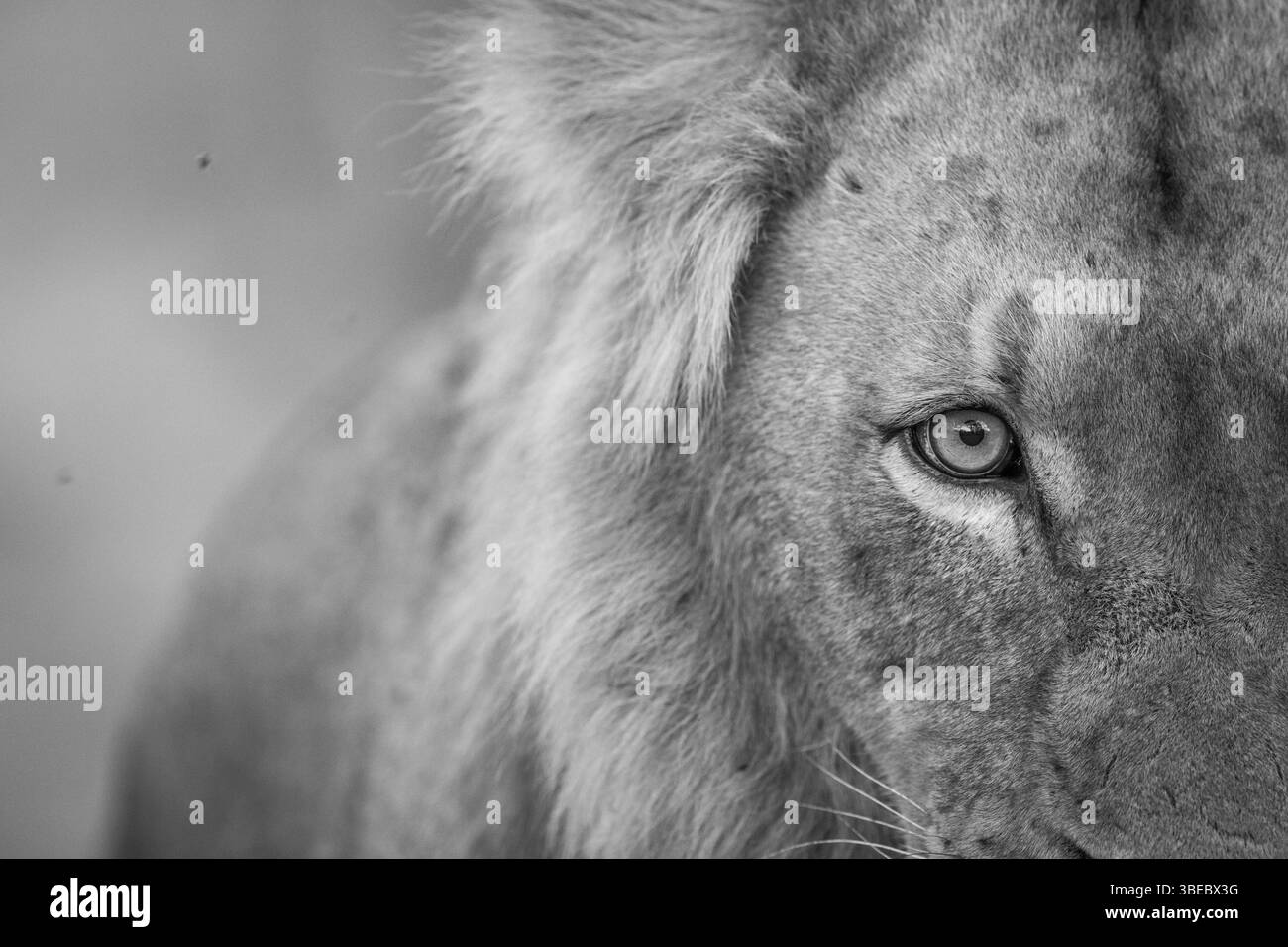 Lion eye in black and white the Kruger National Park, South Africa, Africa Stock Photo