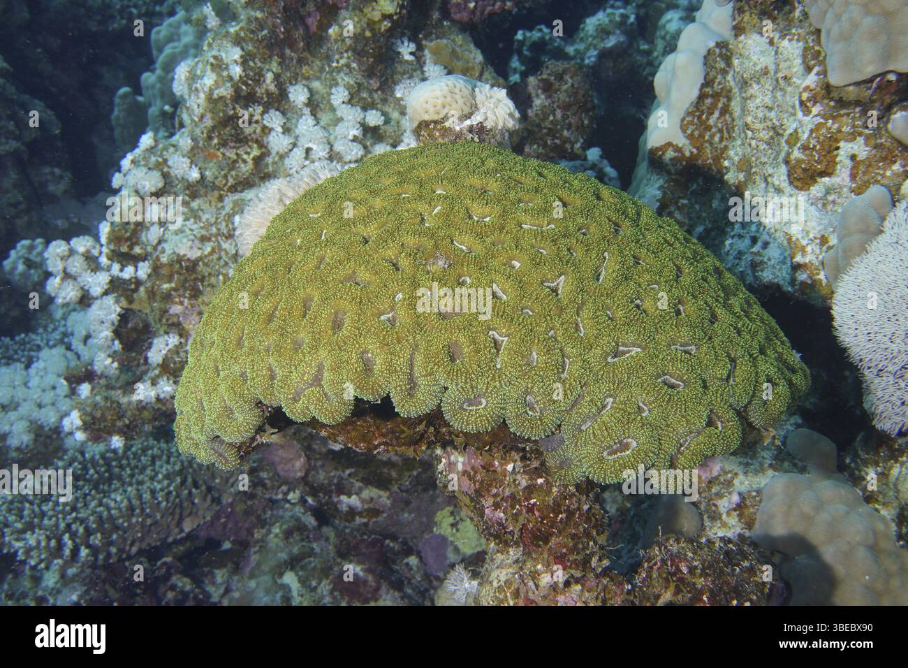 Button star coral hi-res stock photography and images - Alamy