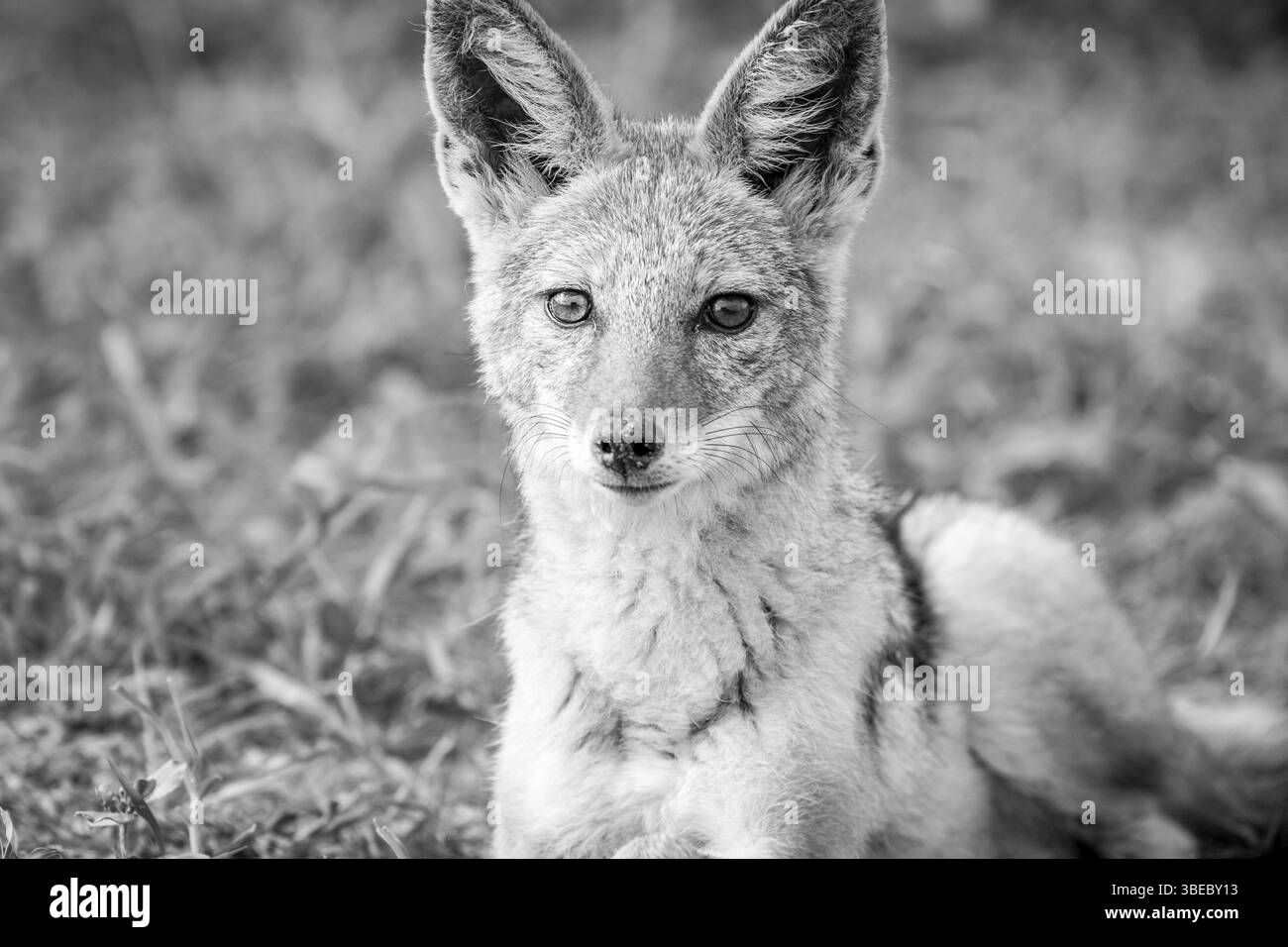 Black-backed jackal starring at the camera in black and white in the Etosha National Park, Namibia, Africa Stock Photo