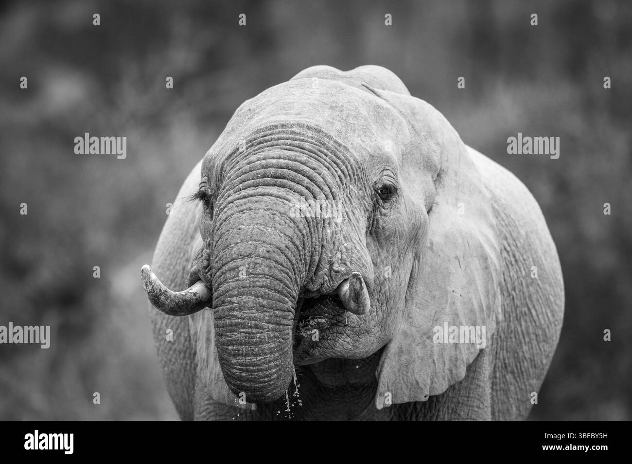 Close up of an Elephant drinking in black and white in the Kruger National Park, South Africa, Africa Stock Photo