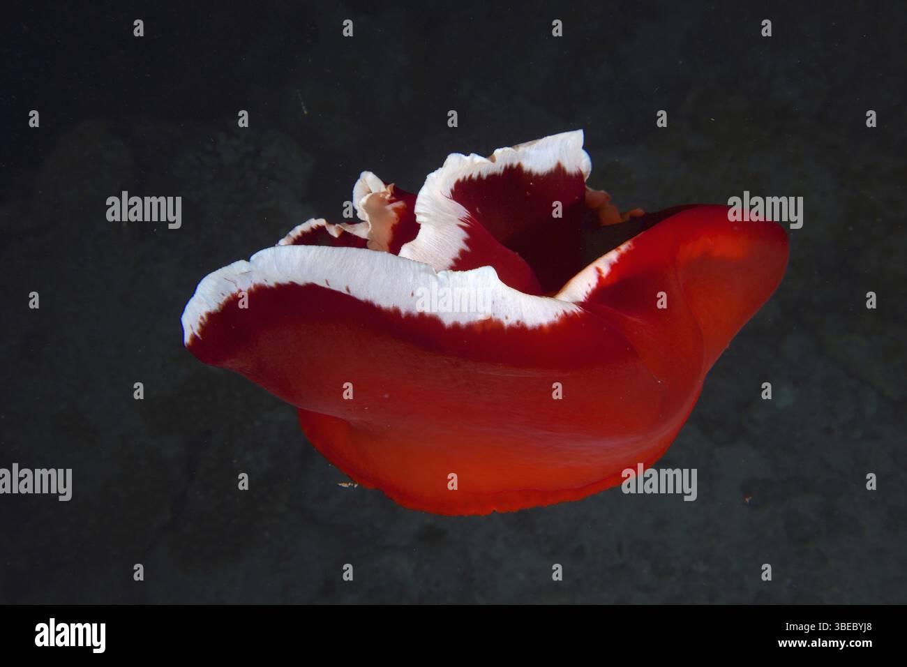 Spanish dancer (Hexabranchus sanguineus) Stock Photo