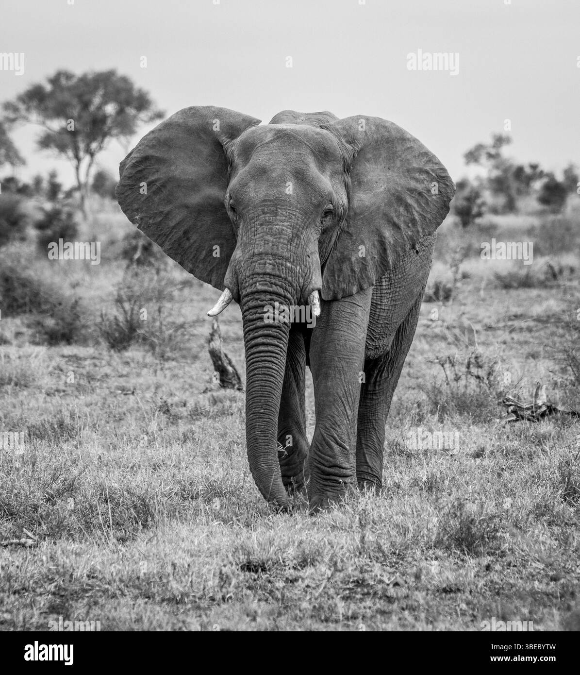 Elephant walking towards the camera in black and white in the Kruger National Park, South Africa, Africa Stock Photo