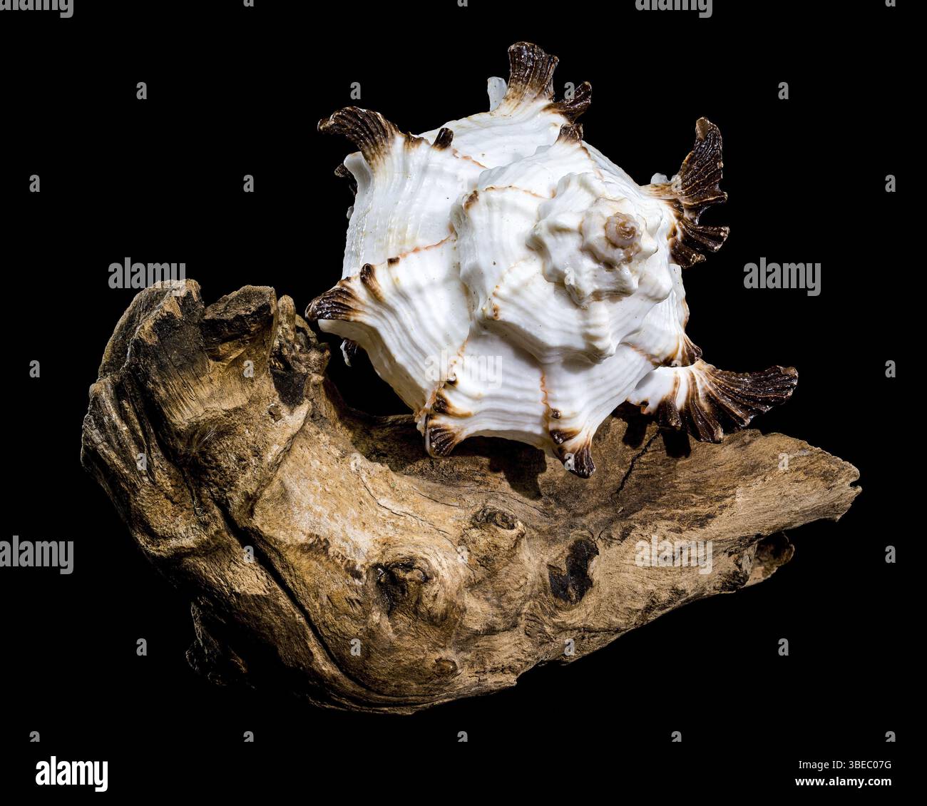 Tree Spiky Shells Spiky black textures hi-res stock photography and images - Alamy