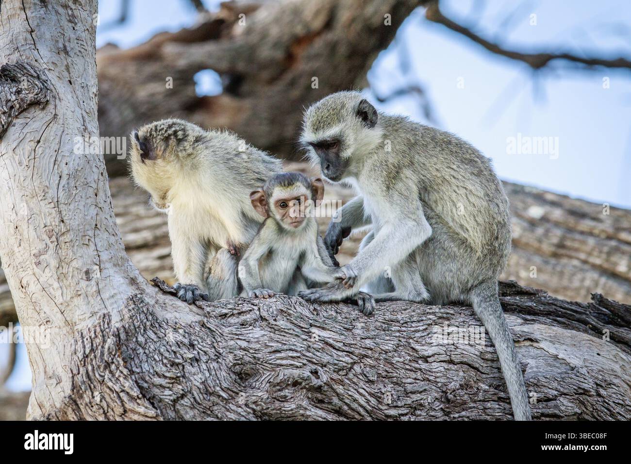 Family of Vervet monkeys sitting in a tree in the Chobe National Park, Botswana, Africa Stock Photo