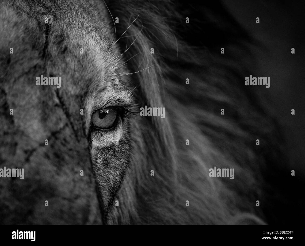 Close up of a Lion eye in black and white in the Kruger National Park, South Africa, Africa Stock Photo