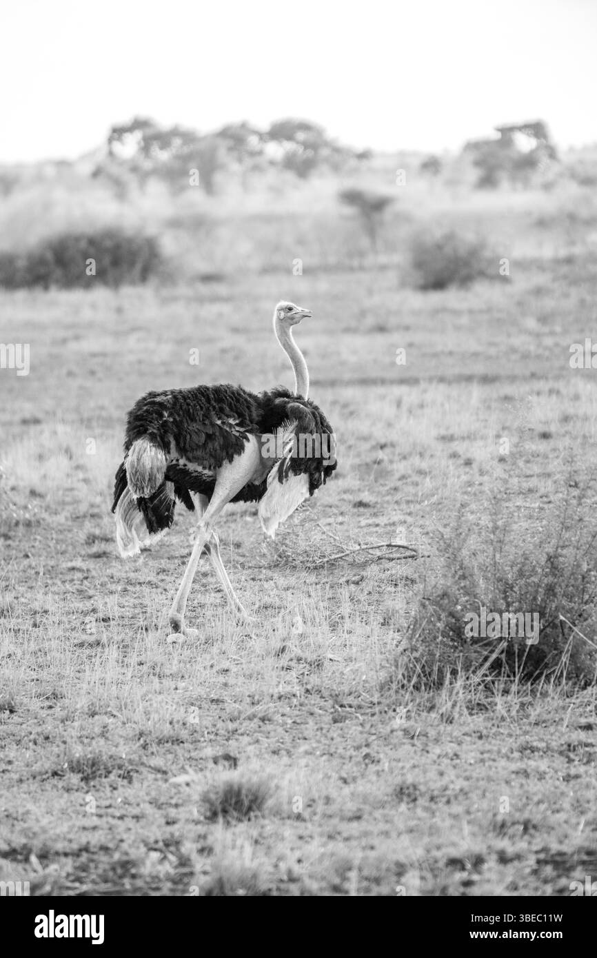 Ostrich walking in the grass in black and white in the Kruger National Park, South Africa, Africa Stock Photo