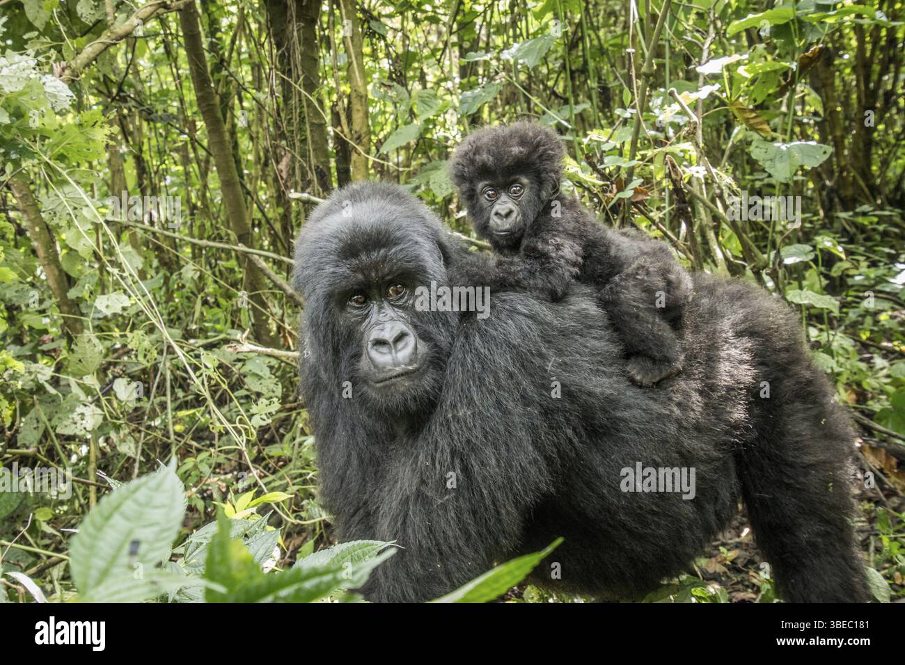 Baby Mountain gorilla sitting on his mother in the Virunga National Park, Democratic Republic Of Congo Stock Photo