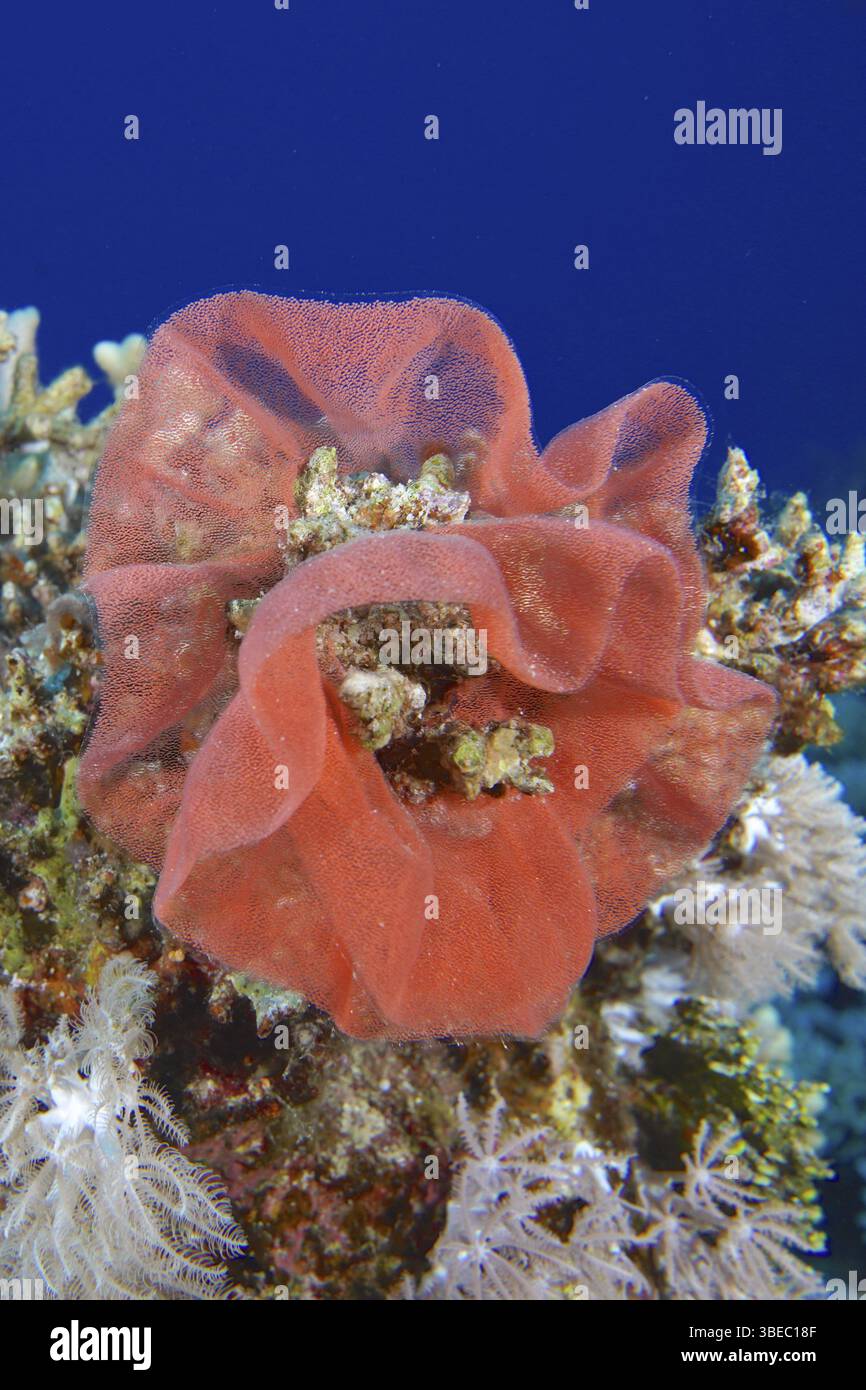 Spanish dancer spawn (Hexabranchus sanguineus) Stock Photo