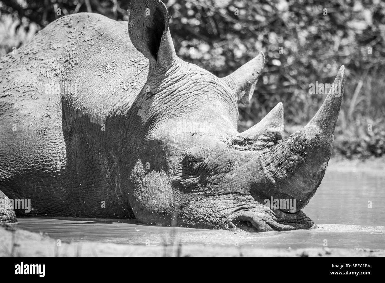 White rhino sleeping in the water in black and white in the Kruger National Park, South Africa, Africa Stock Photo