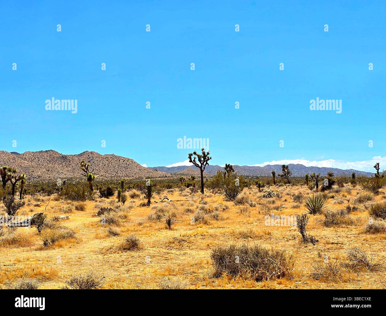 Expansive desert landscape with Joshua Trees and mountains in the distance, Joshua Tree, California. - Smartphone Captured Stock Image