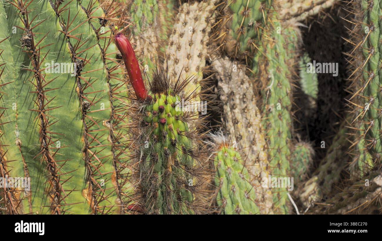 Cleistocactus smaragdiflorus hi-res stock photography and images - Alamy