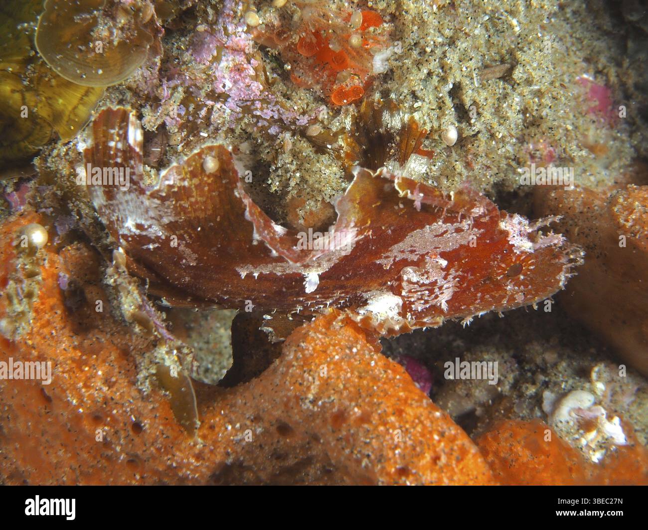 Rocking fish (Taenianotus triacanthus Stock Photo - Alamy