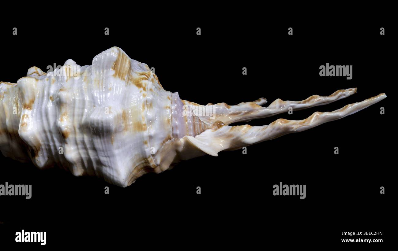 Conchifera hi-res stock photography and images - Alamy