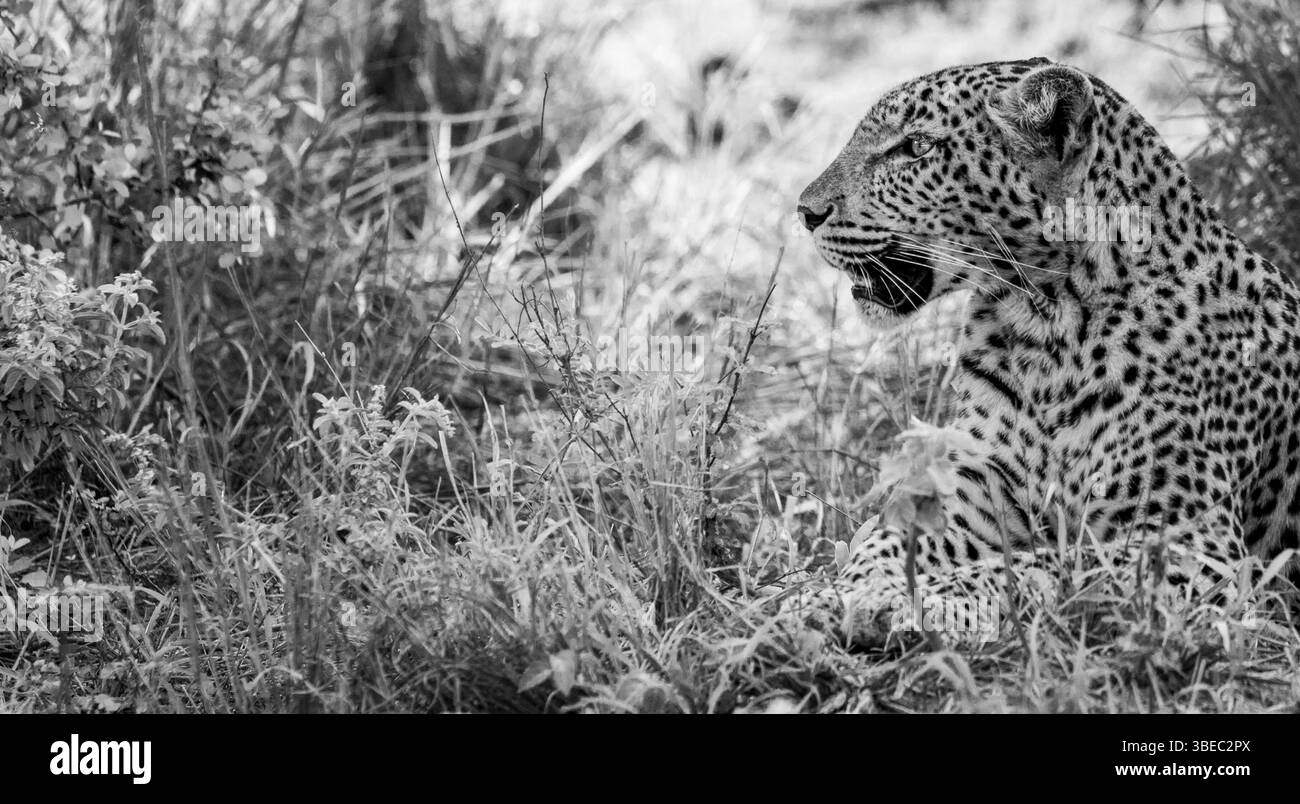 Laying Leopard laying in the grass in black and white in the Kruger National Park, South Africa, Africa Stock Photo