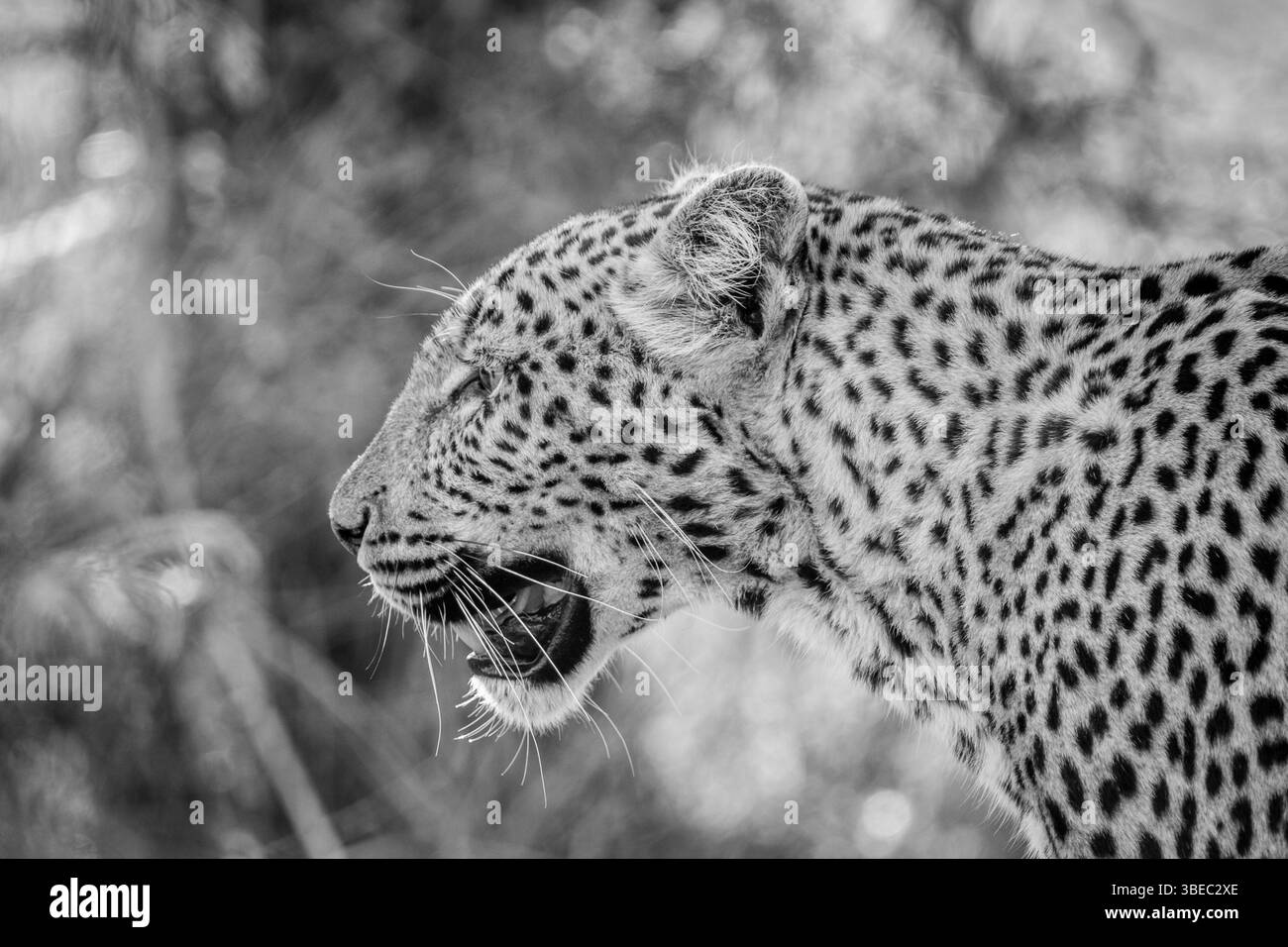 Side profile of a Leopard in black and white in the Kruger National Park, South Africa, Africa Stock Photo