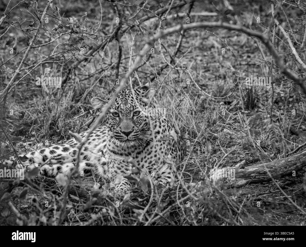 Leopard starring from in between the bushes in the Kruger National Park, South Africa, Africa Stock Photo