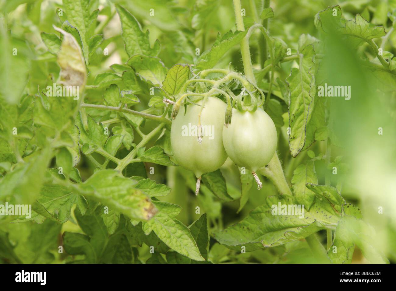 Shrubs are not ripe tomatoes with green fruit Stock Photo