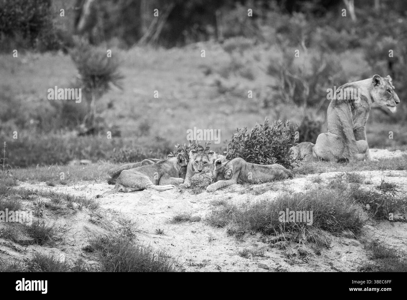 Lion cubs playing with a Leopard tortoise in black and white in the Kruger National Park, South Africa, Africa Stock Photo