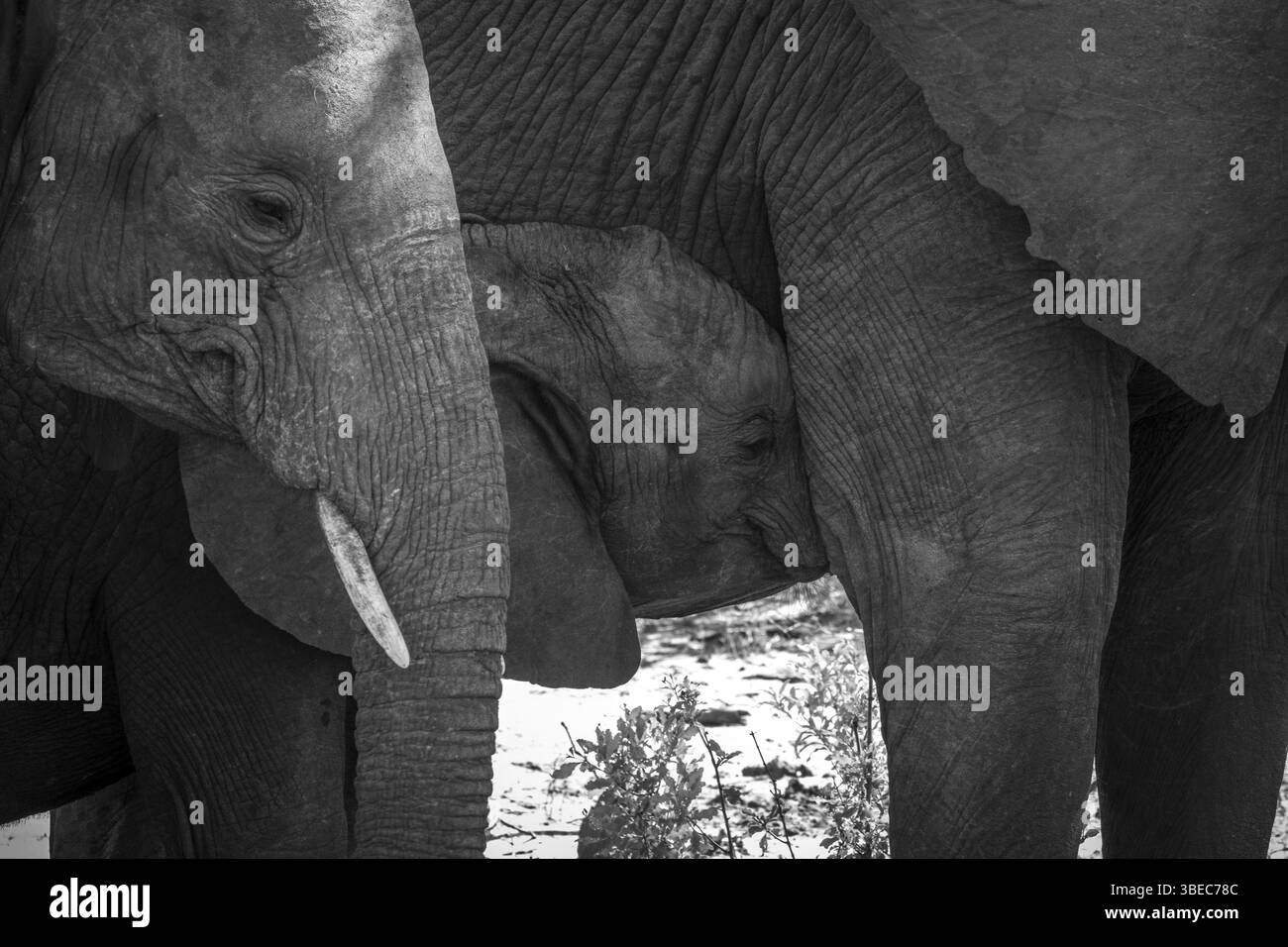 Baby Elephant suckling in black and white in the Kruger National Park, South Africa, Africa Stock Photo