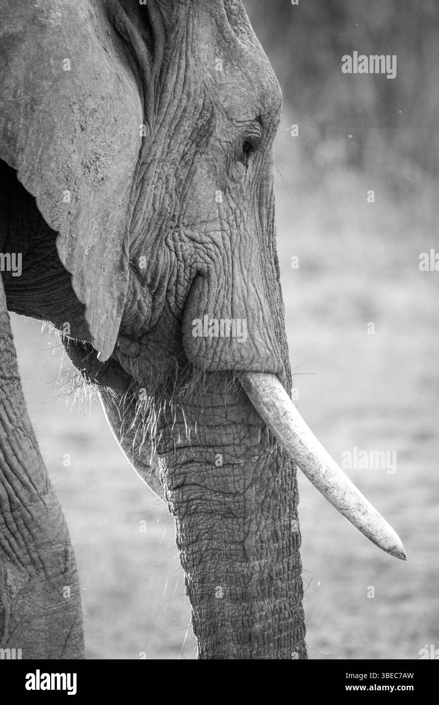 Side profile of an Elephant in black and white in the Kruger National Park, South Africa, Africa Stock Photo