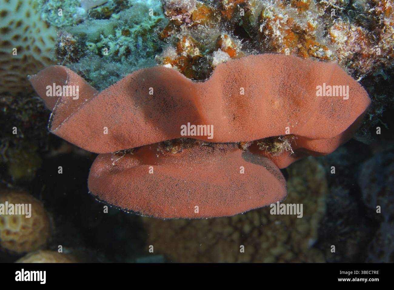 Spanish dancer spawn (Hexabranchus sanguineus) Stock Photo