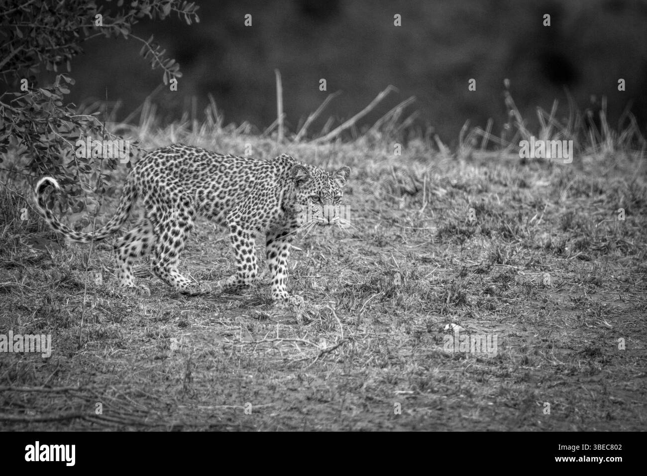A young Leopard walking in black and white in the Kruger National Park, South Africa, Africa Stock Photo