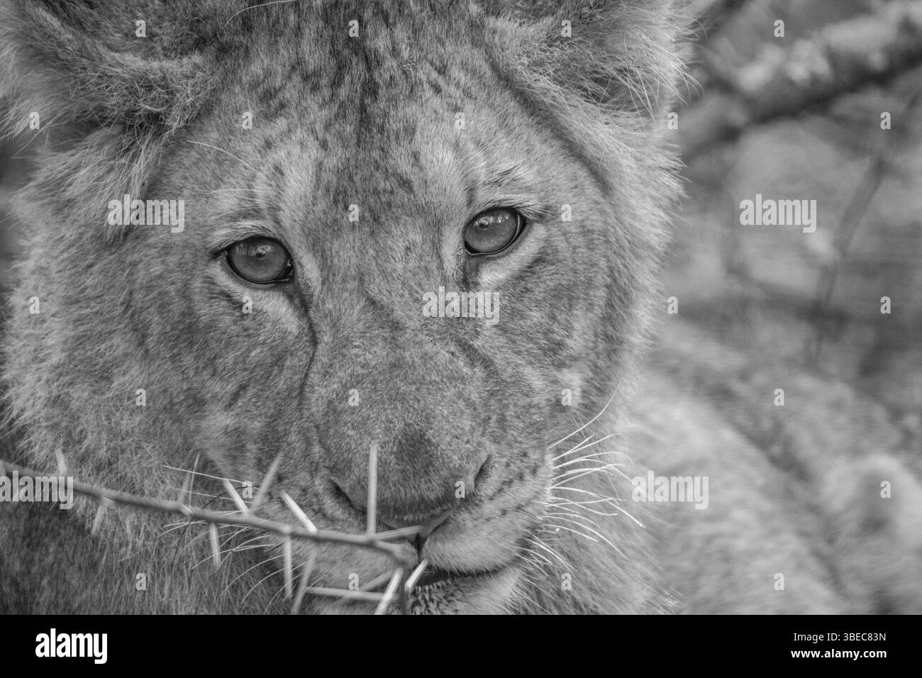 Starring Lion cub in black and white in the Kruger National Park, South Africa, Africa Stock Photo