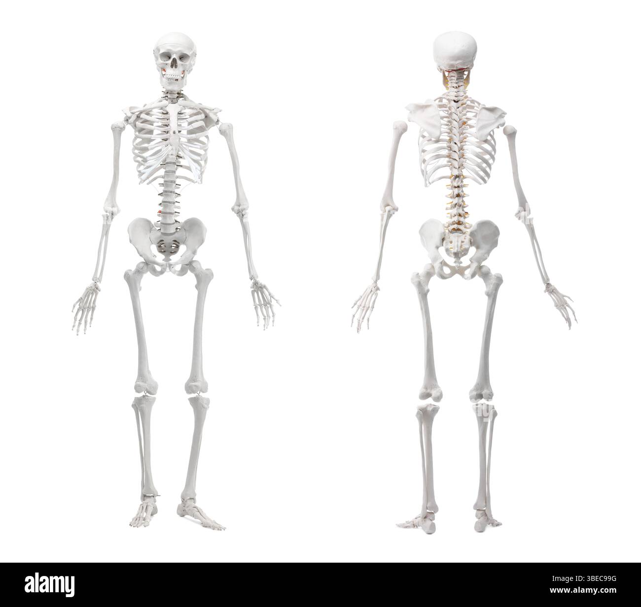 Artificial human skeleton model isolated on white, set. Front and back ...