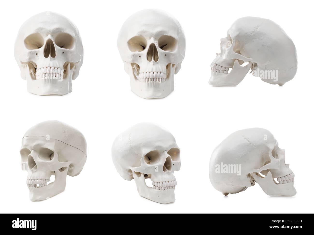 Artificial human skull isolated on white, set. Different sides Stock Photo