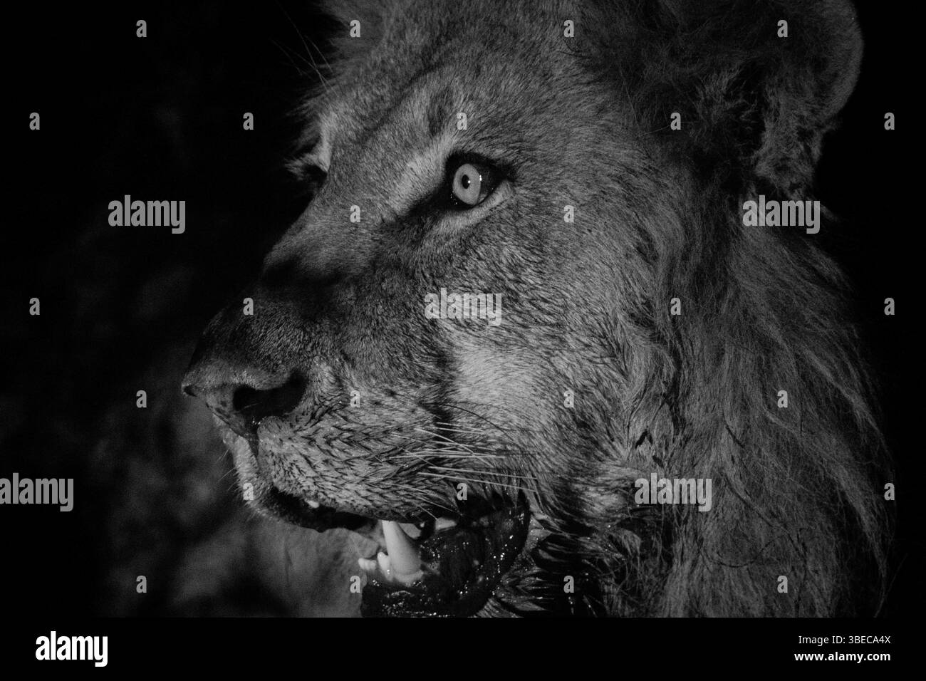 Side profile of a Male lion in black and white in the Kruger National Park, South Africa, Africa Stock Photo