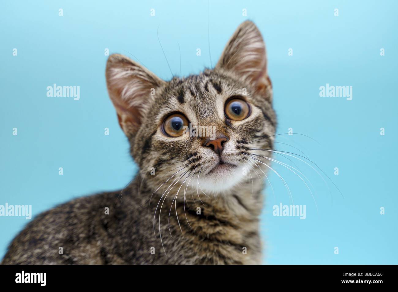 Closeup kitten tabby grey portrait. Big eyes and cute face. Pet cat portrait on blue background. Ophthalmologic veterinarian animal disease. Vet medic Stock Photo