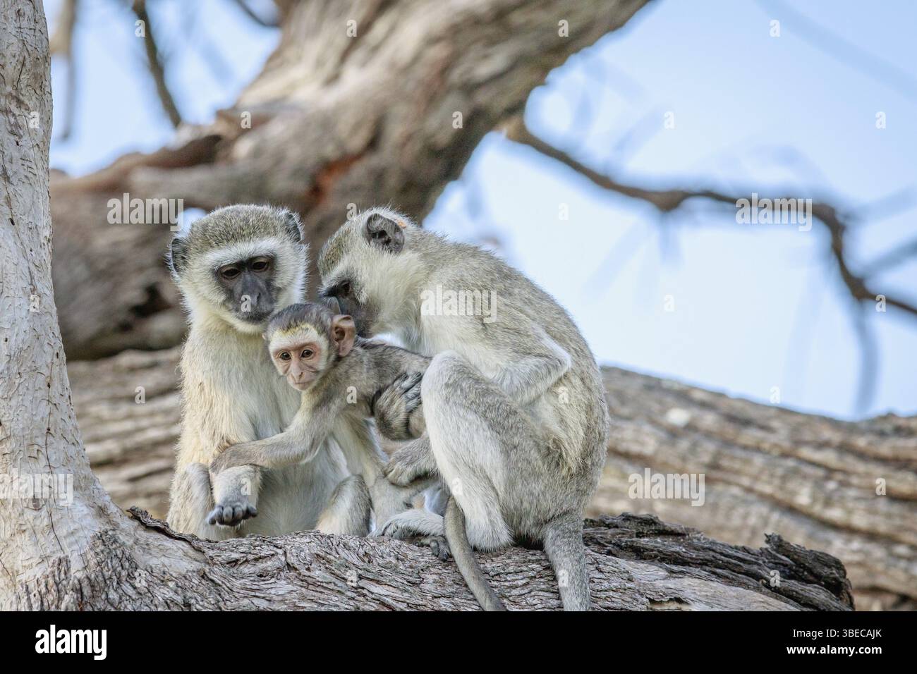 Family of Vervet monkeys sitting in a tree in the Chobe National Park, Botswana, Africa Stock Photo