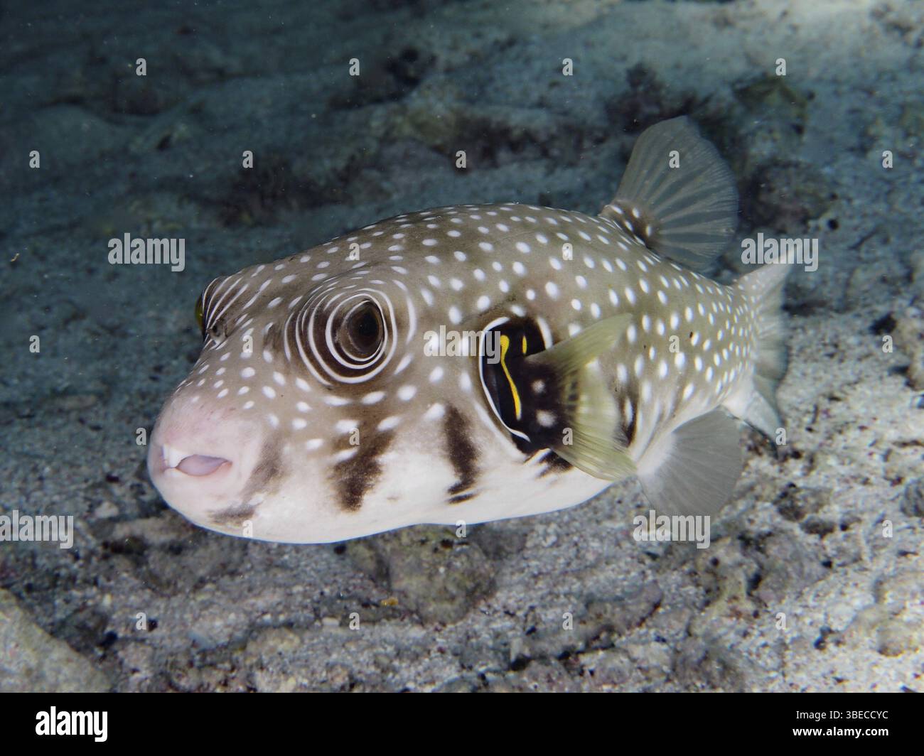 White-spotted pufferfish (Arothron hispidus) Stock Photo