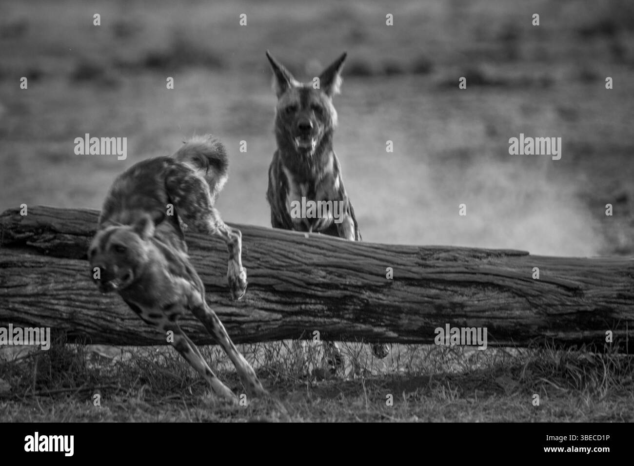 Playing African wild dogs in black and white in the Kruger National Park, South Africa, Africa Stock Photo