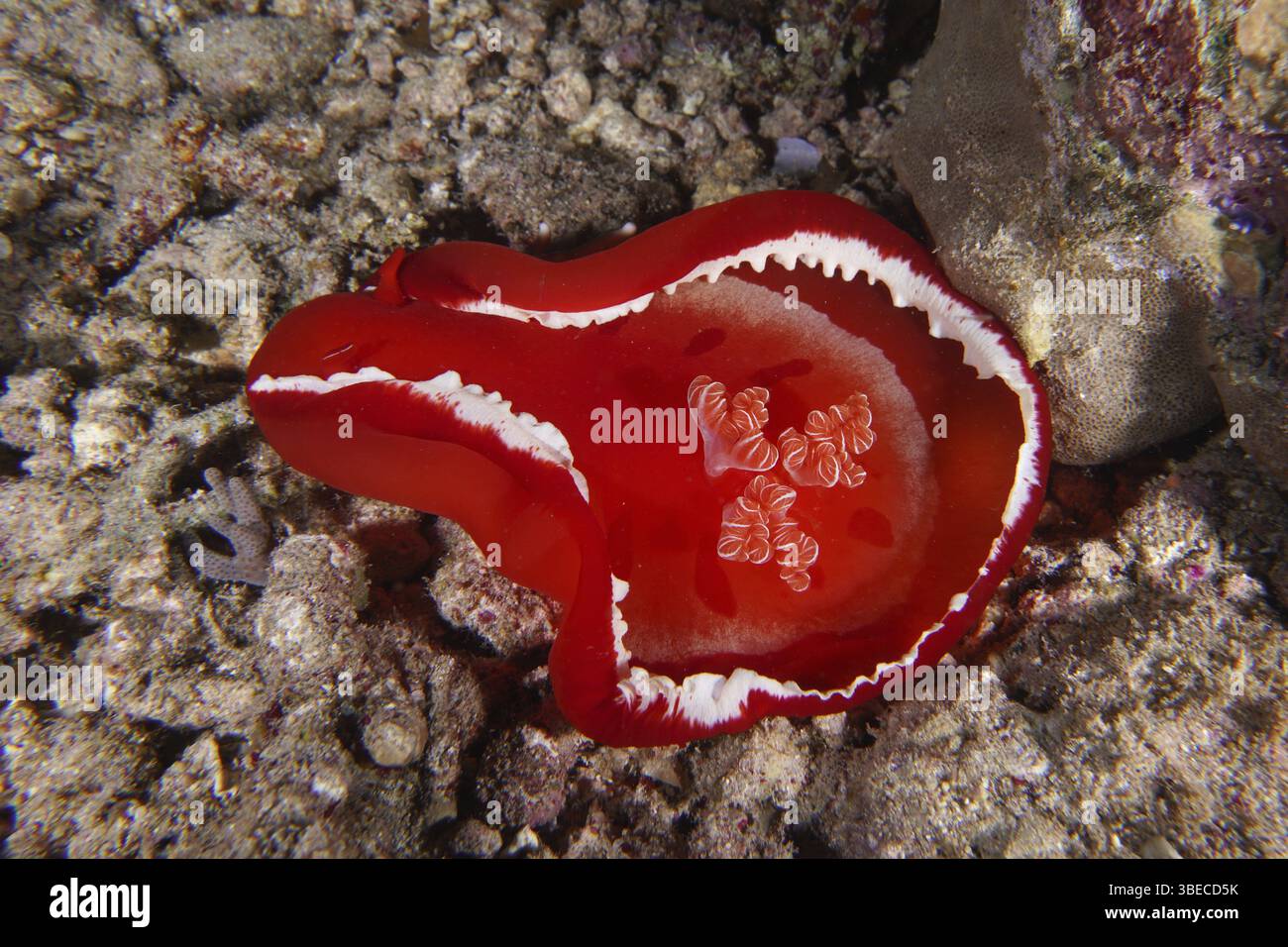 Spanish dancer (Hexabranchus sanguineus) Stock Photo