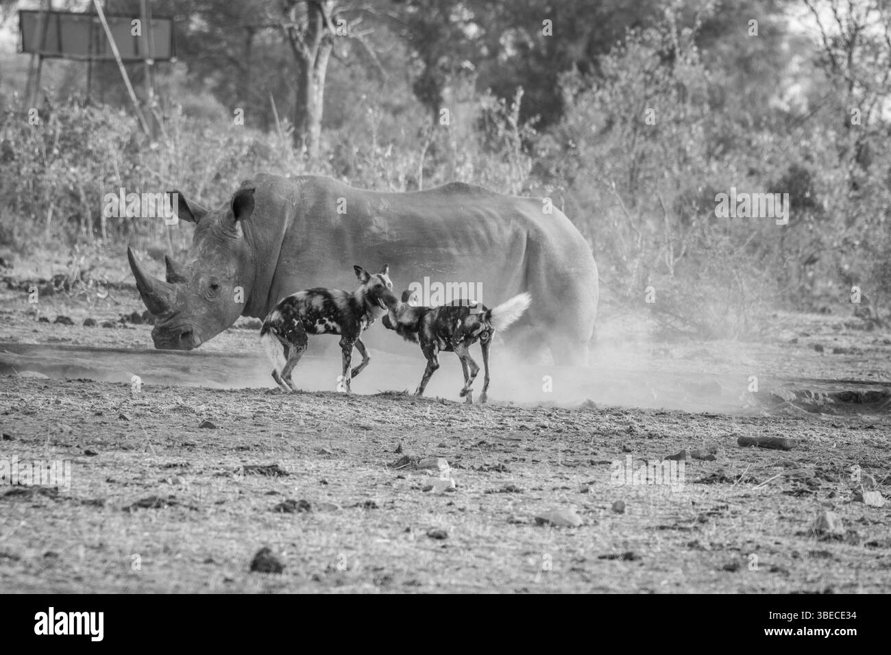 Two African wild dogs with a White rhino in black and white in the Kruger National Park, South Africa, Africa Stock Photo