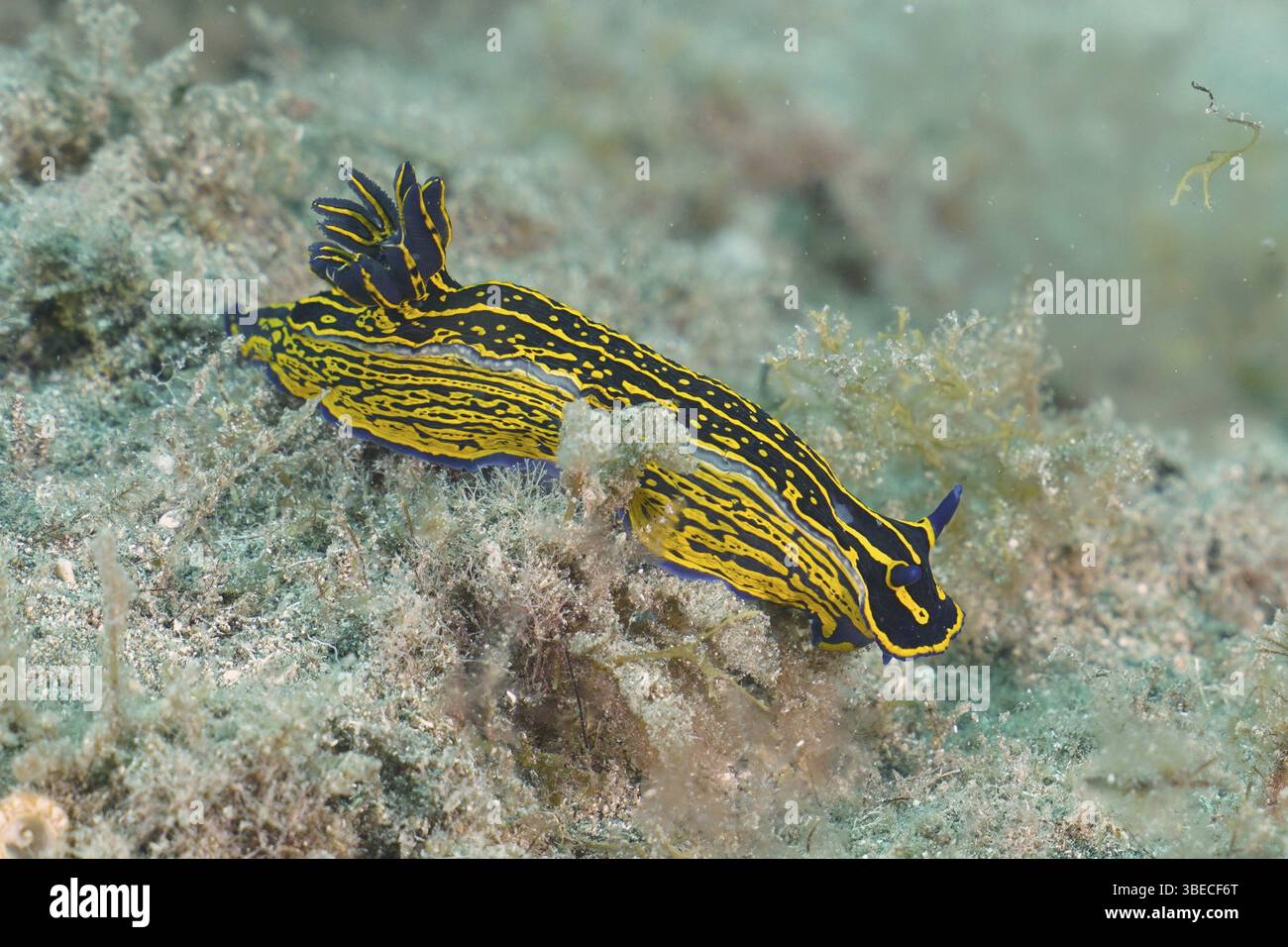 Nevel yalangoch qizlar Tukli katta uy bekalari porno