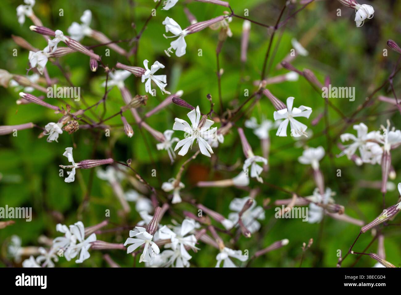Silene nutans or Silene noctiflora in nature Stock Photo