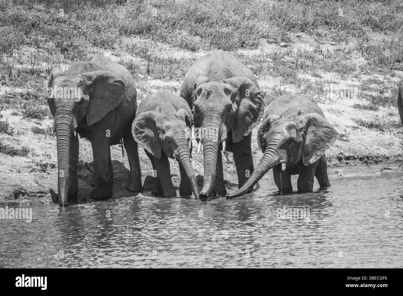 Drinking herd of Elephants in black and white in the Kruger National Park, South Africa, Africa Stock Photo