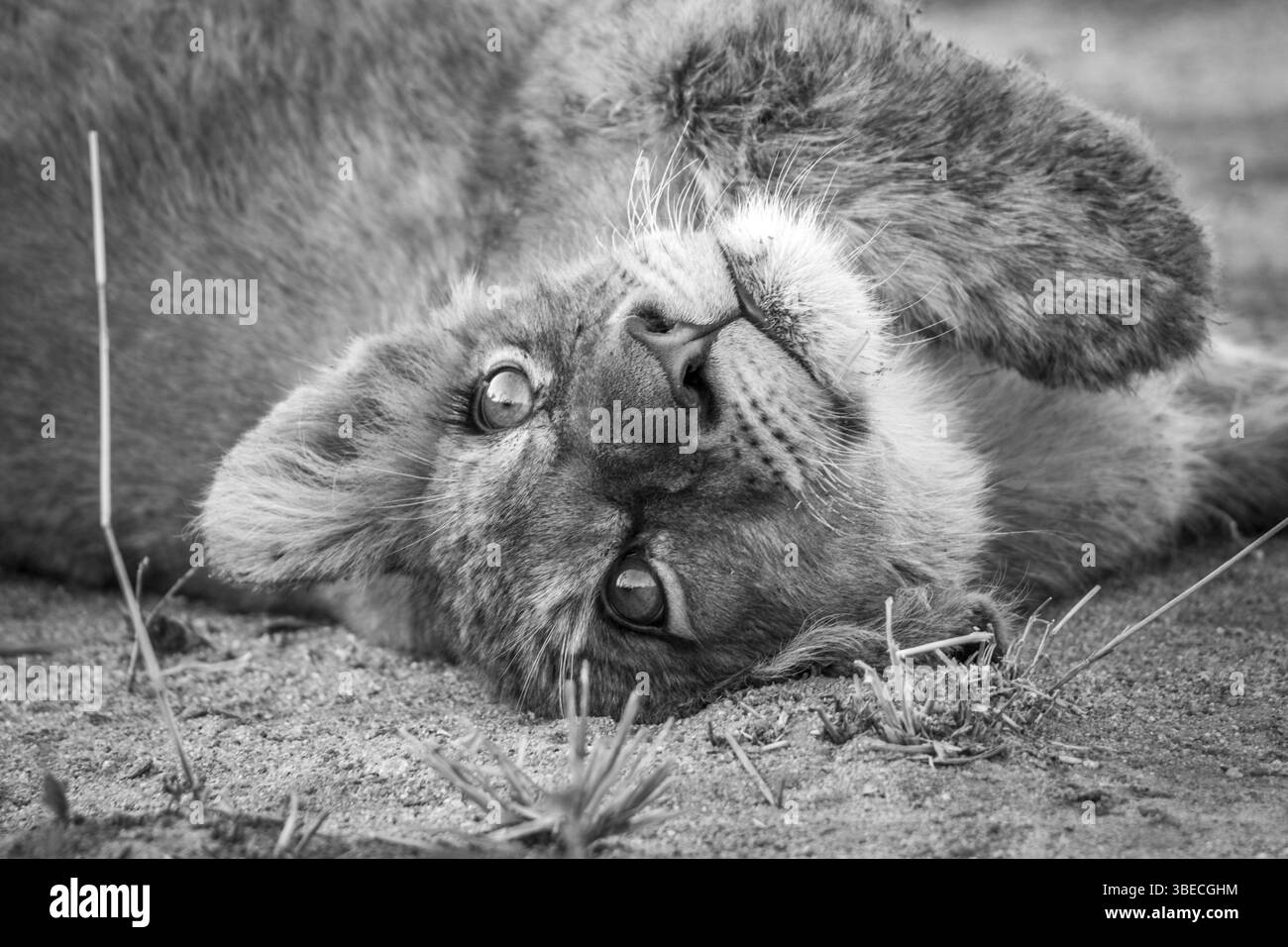 A lion cub laying on his back and starring in black and white in the Kruger National Park, South Africa, Africa Stock Photo